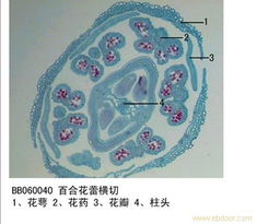 提升課堂魅力 教學(xué)實(shí)驗(yàn)用品與教學(xué)演示用品的價(jià)值與應(yīng)用